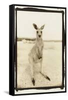 Cute Roo, Australia-Theo Westenberger-Framed Stretched Canvas