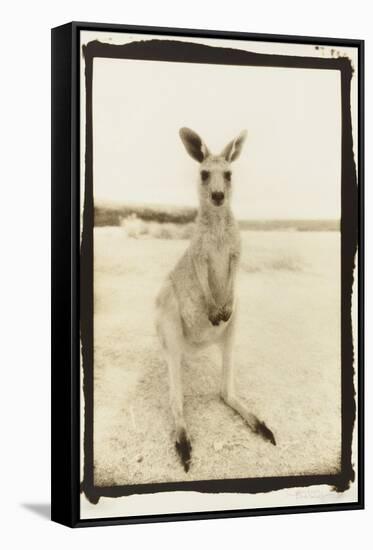 Cute Roo, Australia-Theo Westenberger-Framed Stretched Canvas