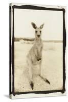 Cute Roo, Australia-Theo Westenberger-Stretched Canvas