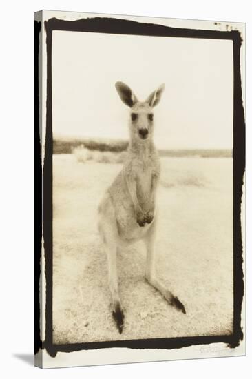 Cute Roo, Australia-Theo Westenberger-Stretched Canvas