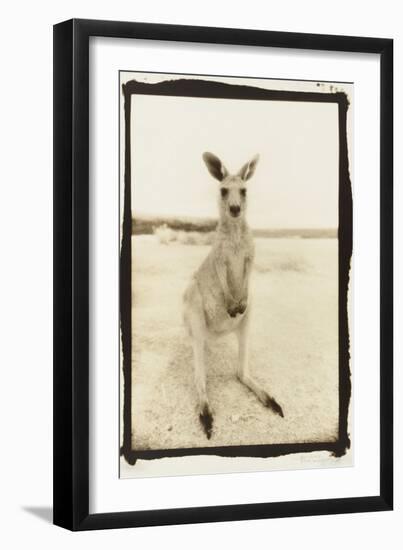 Cute Roo, Australia-Theo Westenberger-Framed Premium Photographic Print