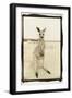 Cute Roo, Australia-Theo Westenberger-Framed Premium Photographic Print