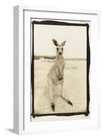 Cute Roo, Australia-Theo Westenberger-Framed Premium Photographic Print