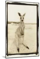 Cute Roo, Australia-Theo Westenberger-Mounted Premium Photographic Print