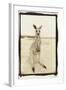 Cute Roo, Australia-Theo Westenberger-Framed Photographic Print