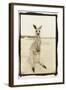 Cute Roo, Australia-Theo Westenberger-Framed Photographic Print