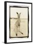 Cute Roo, Australia-Theo Westenberger-Framed Photographic Print