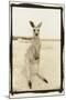 Cute Roo, Australia-Theo Westenberger-Mounted Photographic Print