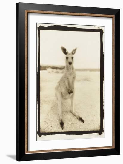 Cute Roo, Australia-Theo Westenberger-Framed Photographic Print