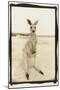 Cute Roo, Australia-Theo Westenberger-Mounted Photographic Print