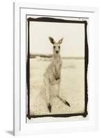 Cute Roo, Australia-Theo Westenberger-Framed Photographic Print