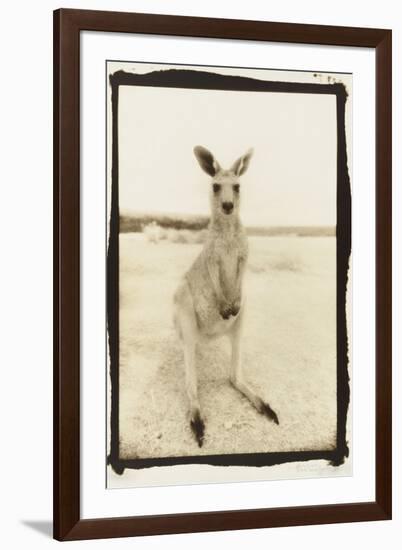 Cute Roo, Australia-Theo Westenberger-Framed Photographic Print