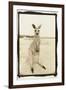 Cute Roo, Australia-Theo Westenberger-Framed Photographic Print