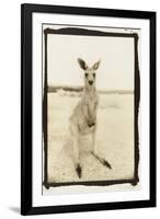 Cute Roo, Australia-Theo Westenberger-Framed Photographic Print