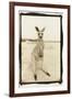 Cute Roo, Australia-Theo Westenberger-Framed Photographic Print