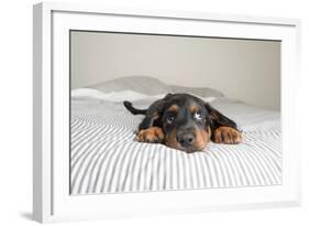 Cute Rottweiler Mix Puppy Sleeping on Striped White and Gray Sheets on Human Bed Looking at Camera-Anna Hoychuk-Framed Photographic Print