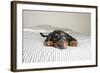Cute Rottweiler Mix Puppy Sleeping on Striped White and Gray Sheets on Human Bed Looking at Camera-Anna Hoychuk-Framed Photographic Print
