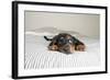 Cute Rottweiler Mix Puppy Sleeping on Striped White and Gray Sheets on Human Bed Looking at Camera-Anna Hoychuk-Framed Photographic Print