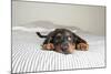 Cute Rottweiler Mix Puppy Sleeping on Striped White and Gray Sheets on Human Bed Looking at Camera-Anna Hoychuk-Mounted Photographic Print
