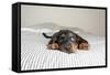 Cute Rottweiler Mix Puppy Sleeping on Striped White and Gray Sheets on Human Bed Looking at Camera-Anna Hoychuk-Framed Stretched Canvas