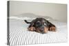 Cute Rottweiler Mix Puppy Sleeping on Striped White and Gray Sheets on Human Bed Looking at Camera-Anna Hoychuk-Stretched Canvas