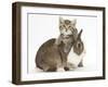 Cute Sleepy Tabby Kitten, Stanley, 6 Weeks, with Netherland Dwarf Rabbit-Mark Taylor-Framed Photographic Print