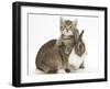 Cute Sleepy Tabby Kitten, Stanley, 6 Weeks, with Netherland Dwarf Rabbit-Mark Taylor-Framed Photographic Print