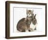 Cute Sleepy Tabby Kitten, Stanley, 6 Weeks, with Netherland Dwarf Rabbit-Mark Taylor-Framed Photographic Print