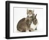 Cute Sleepy Tabby Kitten, Stanley, 6 Weeks, with Netherland Dwarf Rabbit-Mark Taylor-Framed Photographic Print