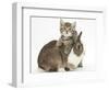 Cute Sleepy Tabby Kitten, Stanley, 6 Weeks, with Netherland Dwarf Rabbit-Mark Taylor-Framed Photographic Print