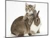 Cute Sleepy Tabby Kitten, Stanley, 6 Weeks, with Netherland Dwarf Rabbit-Mark Taylor-Mounted Photographic Print