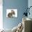 Cute Sleepy Tabby Kitten, Stanley, 6 Weeks, with Netherland Dwarf Rabbit-Mark Taylor-Photographic Print displayed on a wall