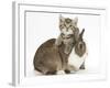 Cute Sleepy Tabby Kitten, Stanley, 6 Weeks, with Netherland Dwarf Rabbit-Mark Taylor-Framed Photographic Print