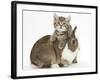 Cute Sleepy Tabby Kitten, Stanley, 6 Weeks, with Netherland Dwarf Rabbit-Mark Taylor-Framed Photographic Print