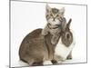 Cute Sleepy Tabby Kitten, Stanley, 6 Weeks, with Netherland Dwarf Rabbit-Mark Taylor-Mounted Photographic Print