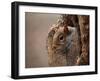 Cute Squirrel Looks out of Her Hole.-l i g h t p o e t-Framed Photographic Print