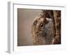 Cute Squirrel Looks out of Her Hole.-l i g h t p o e t-Framed Photographic Print