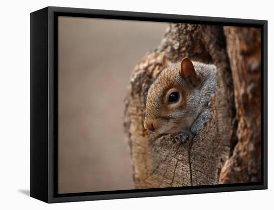 Cute Squirrel Looks out of Her Hole.-l i g h t p o e t-Framed Stretched Canvas
