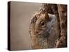 Cute Squirrel Looks out of Her Hole.-l i g h t p o e t-Stretched Canvas