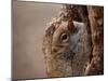Cute Squirrel Looks out of Her Hole.-l i g h t p o e t-Mounted Photographic Print
