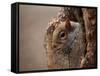 Cute Squirrel Looks out of Her Hole.-l i g h t p o e t-Framed Stretched Canvas