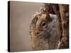 Cute Squirrel Looks out of Her Hole.-l i g h t p o e t-Stretched Canvas