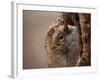 Cute Squirrel Looks out of Her Hole.-l i g h t p o e t-Framed Photographic Print