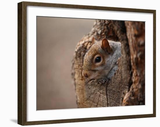 Cute Squirrel Looks out of Her Hole.-l i g h t p o e t-Framed Photographic Print