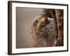 Cute Squirrel Looks out of Her Hole.-l i g h t p o e t-Framed Photographic Print