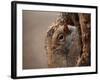 Cute Squirrel Looks out of Her Hole.-l i g h t p o e t-Framed Photographic Print