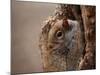 Cute Squirrel Looks out of Her Hole.-l i g h t p o e t-Mounted Photographic Print