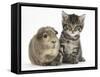 Cute Tabby Kitten, Fosset, 5 Weeks, with a Guinea Pig-Mark Taylor-Framed Stretched Canvas