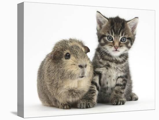 Cute Tabby Kitten, Fosset, 5 Weeks, with a Guinea Pig-Mark Taylor-Stretched Canvas