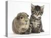 Cute Tabby Kitten, Fosset, 5 Weeks, with a Guinea Pig-Mark Taylor-Stretched Canvas